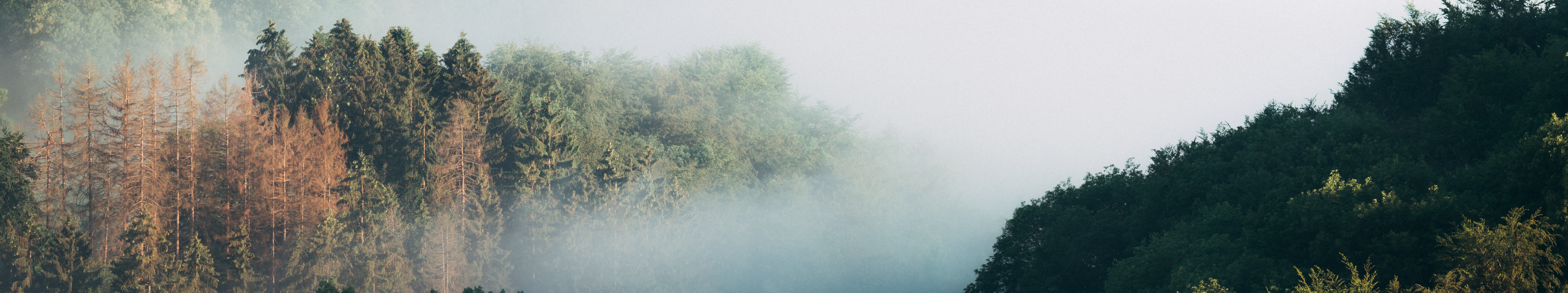 Nebelschwaden ziehen durch die Wälder im Bergischen Land, aufgenommen auf der Dreitälertour. 