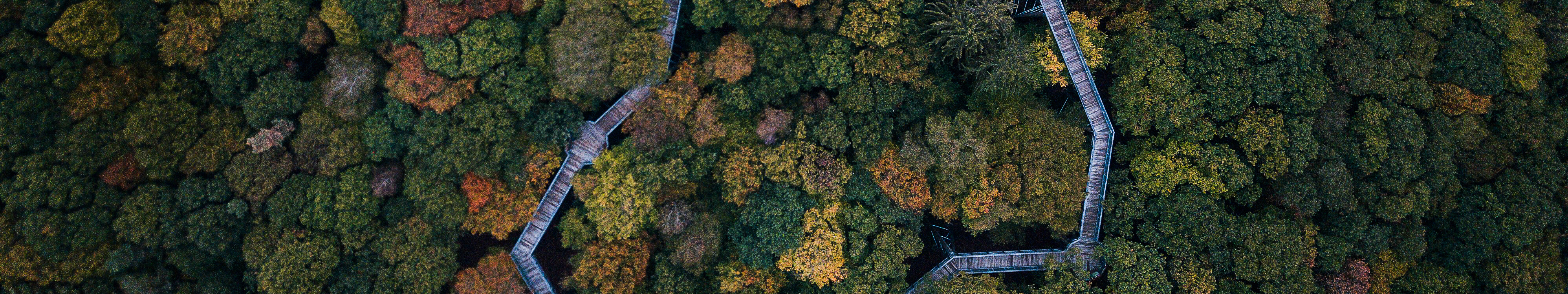 Blick von oben auf den schmalzen Holzsteg des Panarbora Baumwipfelpfads, der sich durch den Wald schlängelt. © Tourismus NRW e.V.