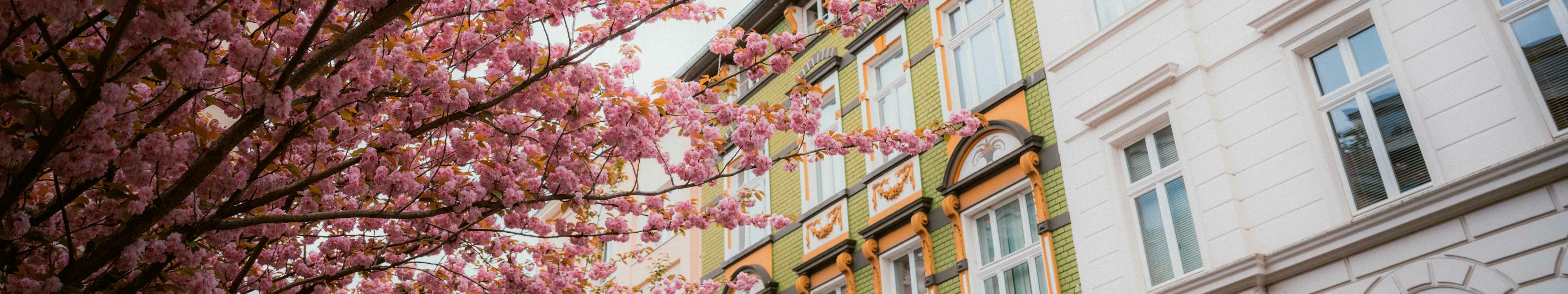 Altbauten in Bonn mit einem blühenden Kirschbaum davor