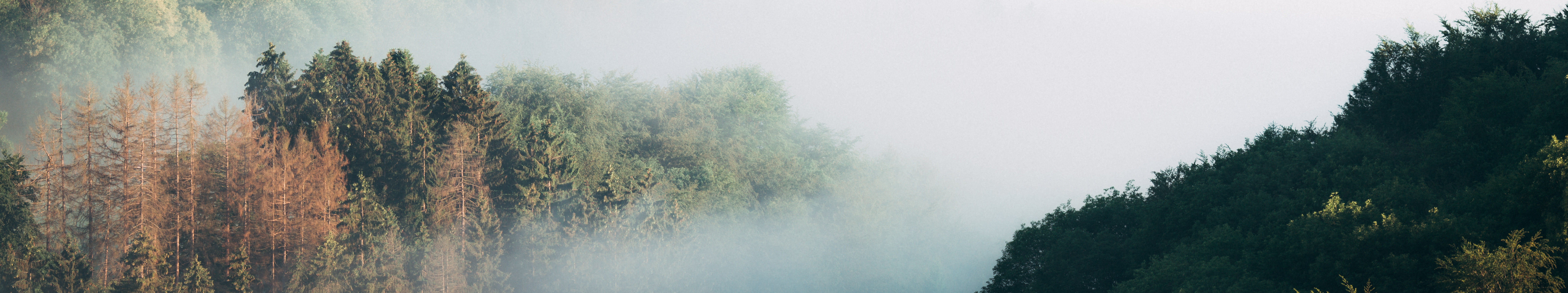 Nebelschwaden ziehen durch die Wälder im Bergischen Land, aufgenommen auf der Dreitälertour. 