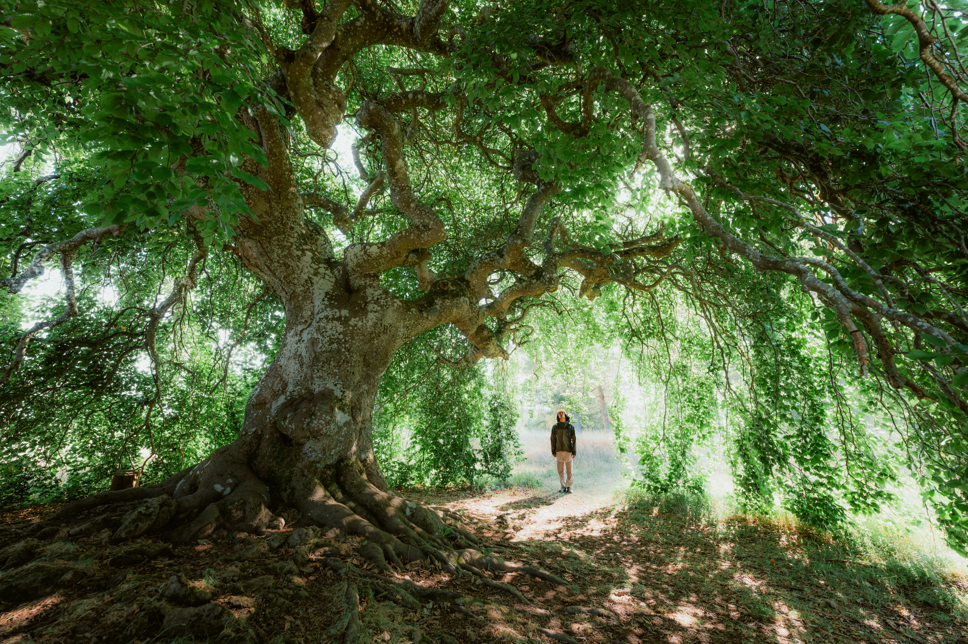 Süntelbuche im Naturschutzgebiet Seidenbachtal bei Blankenheim