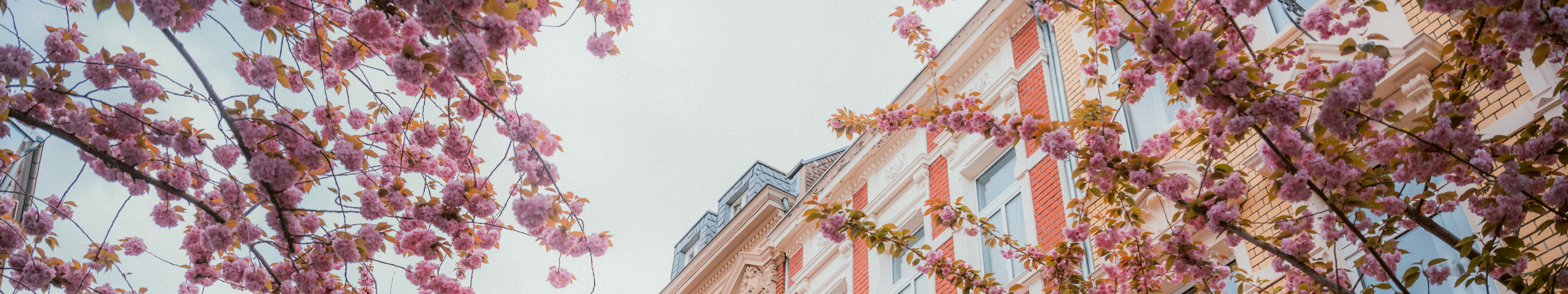 Kirschblüte Altstadt © Johannes Höhn Kirschblüte Altstadt in Bonn