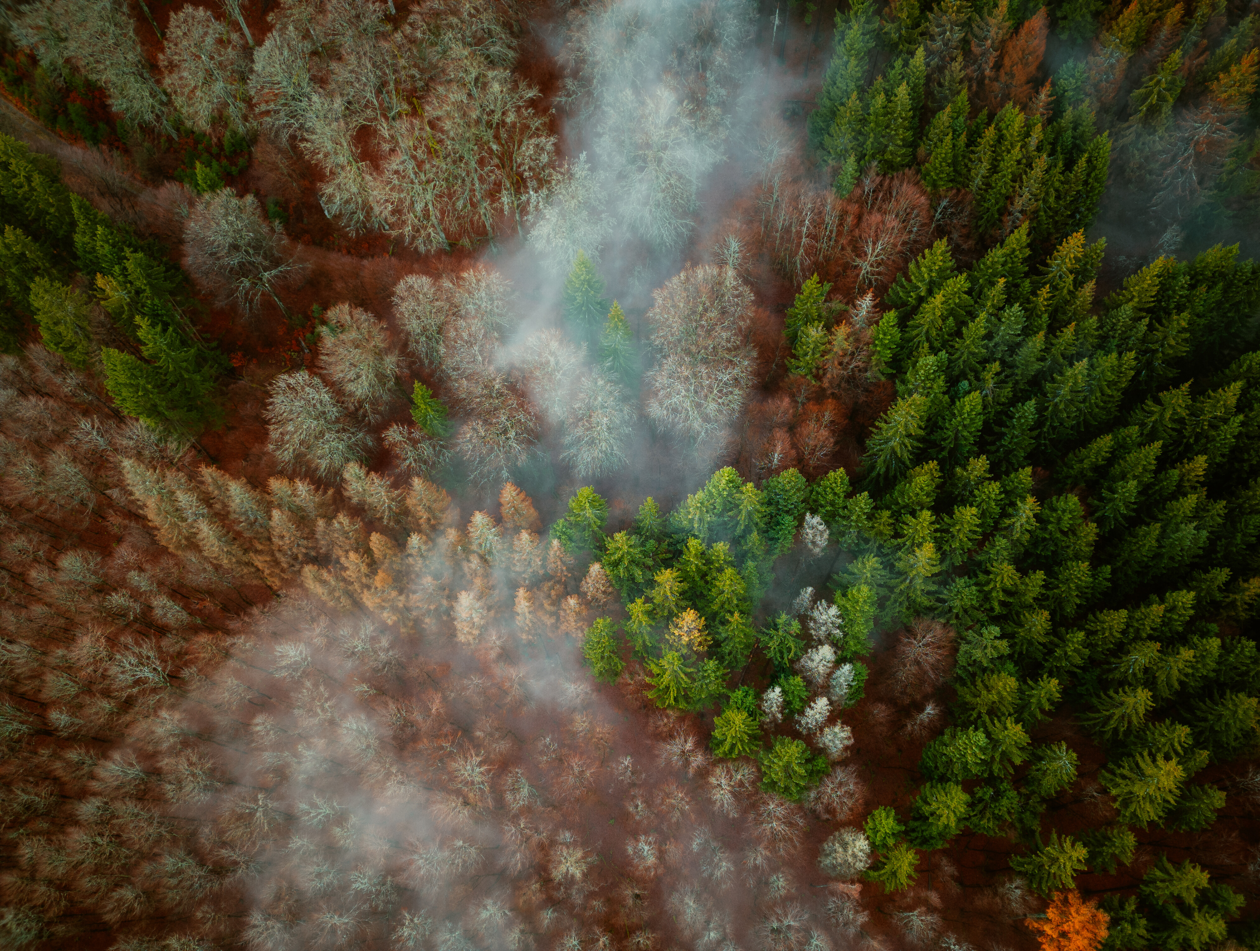 Nebel im Wald bei Winterberg
