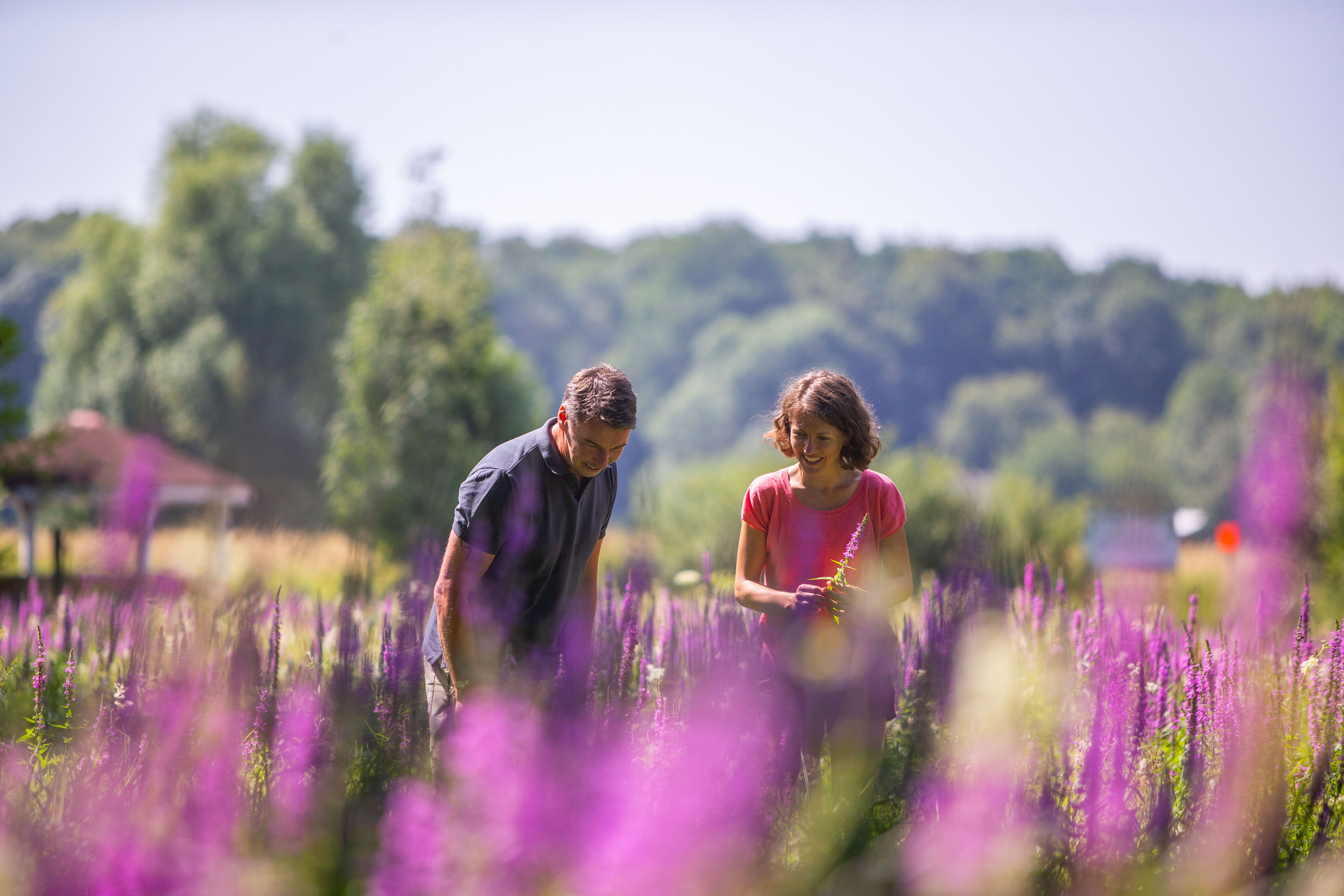 Ein Mann und eine Frau stehen zwischen violett blühenden Lavendelpflanzen im Garten der Generationen in Preußisch Oldendorf. 