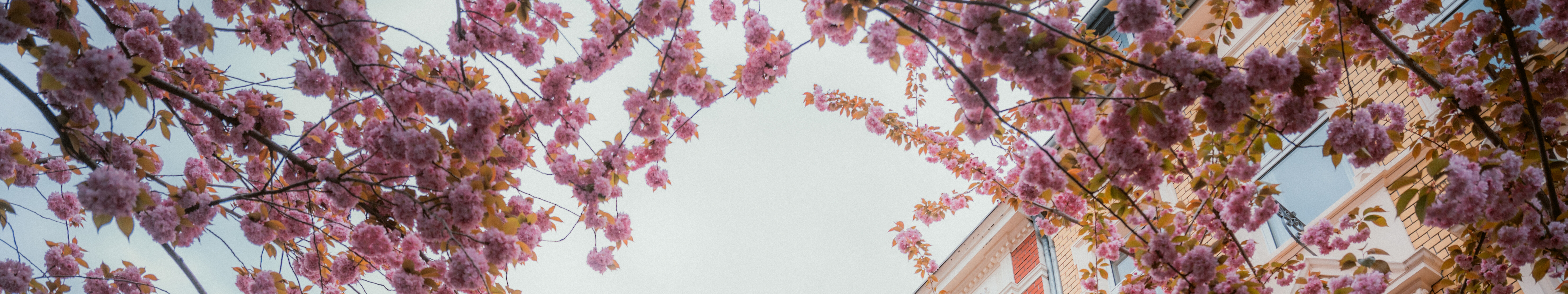 Kirschblüte Altstadt © Johannes Höhn Kirschblüte Altstadt in Bonn