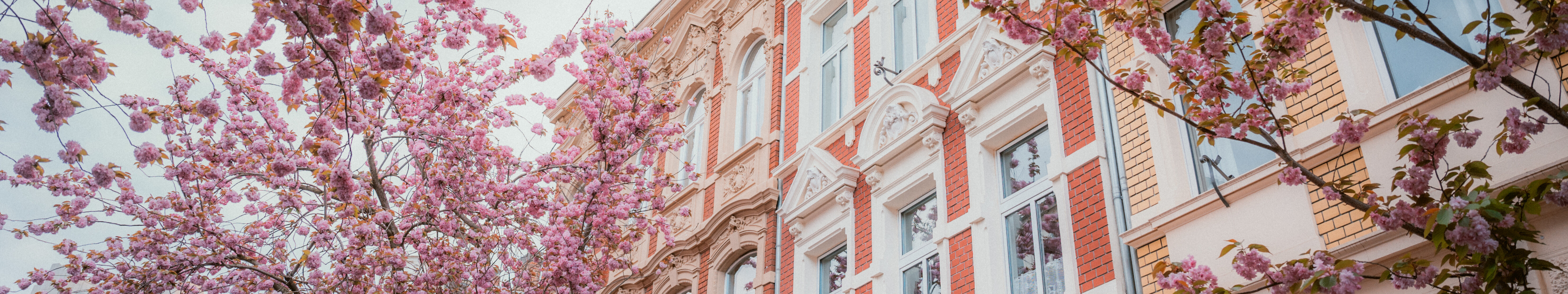 Kirschblüte Altstadt © Johannes Höhn Kirschblüte Altstadt in Bonn