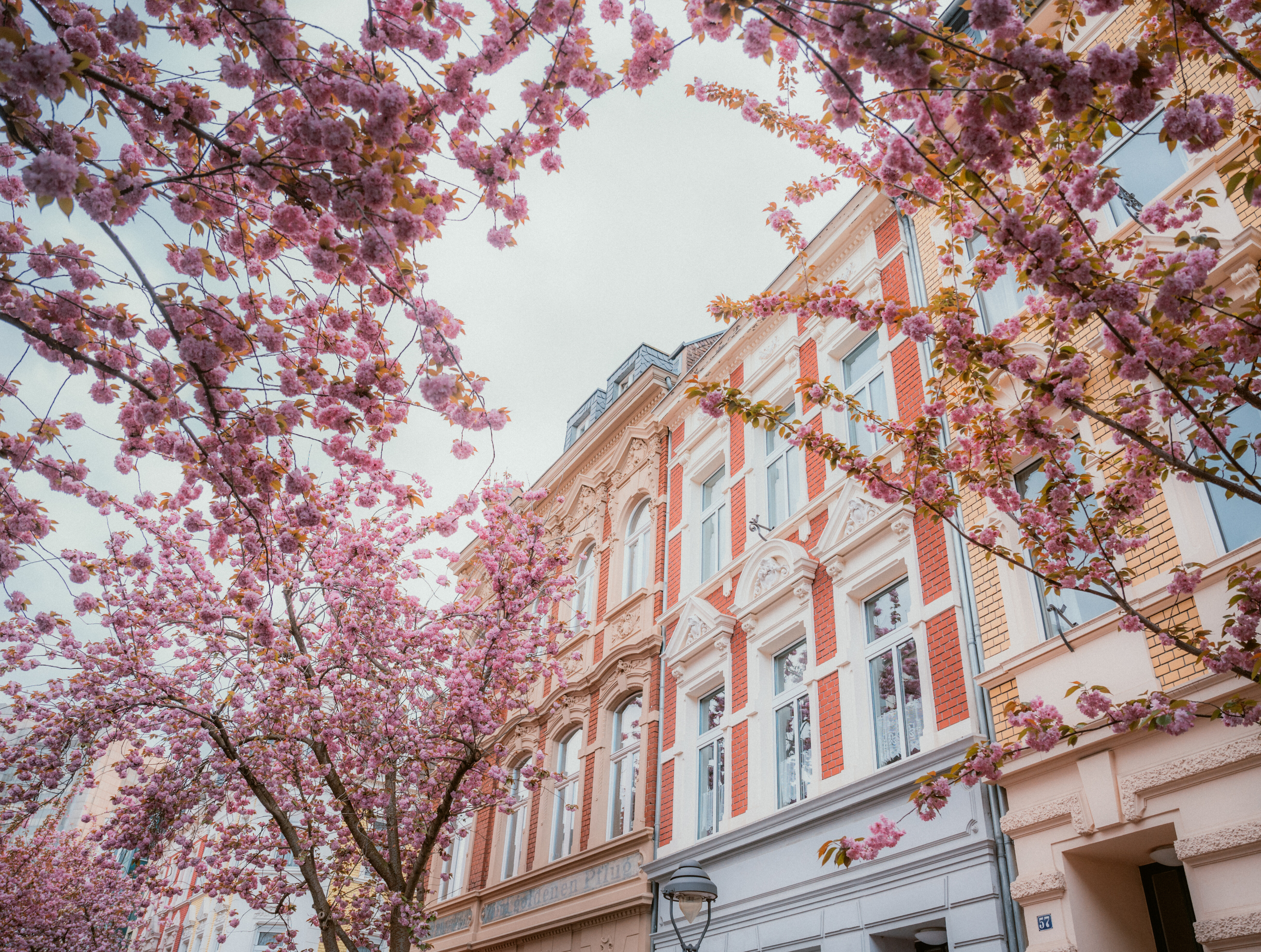 Kirschblüte Altstadt © Johannes Höhn Kirschblüte Altstadt in Bonn