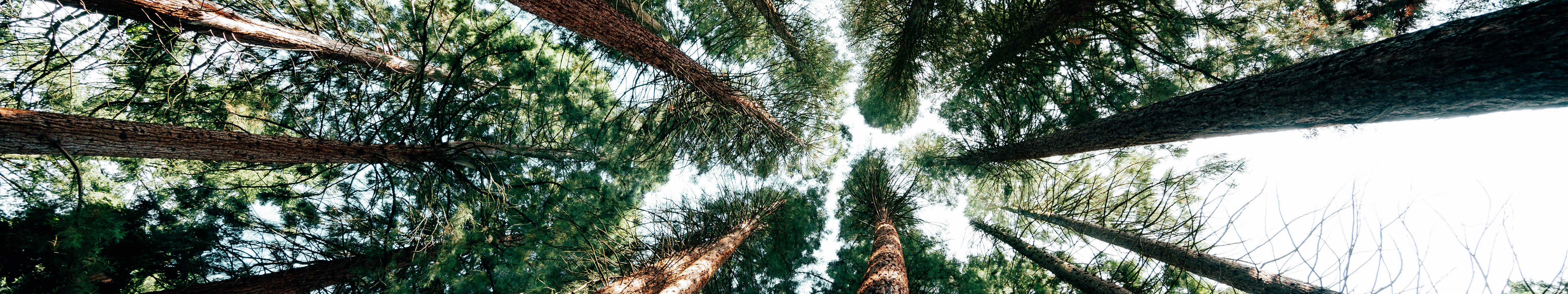 Sequoiafarm Kaldenkirchen Niederrhein © Johannes Höhn