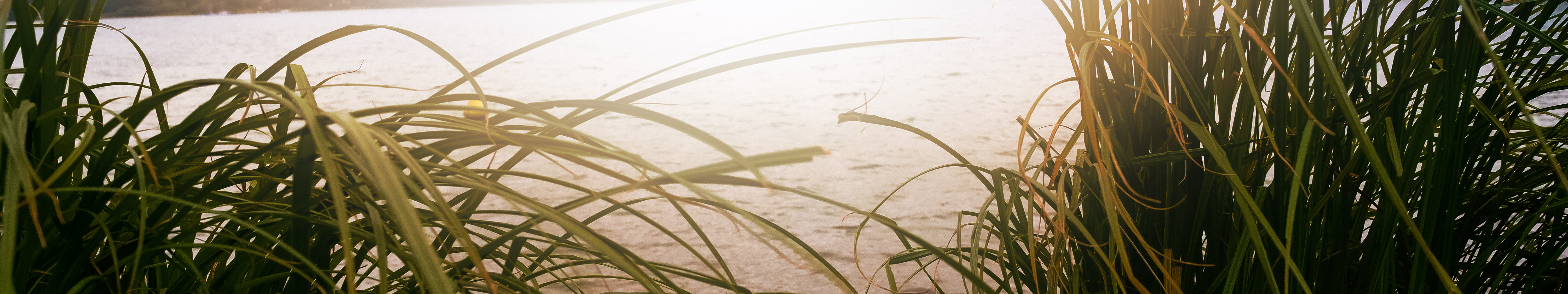 Seegras am Ufer der Bruchertalsperre