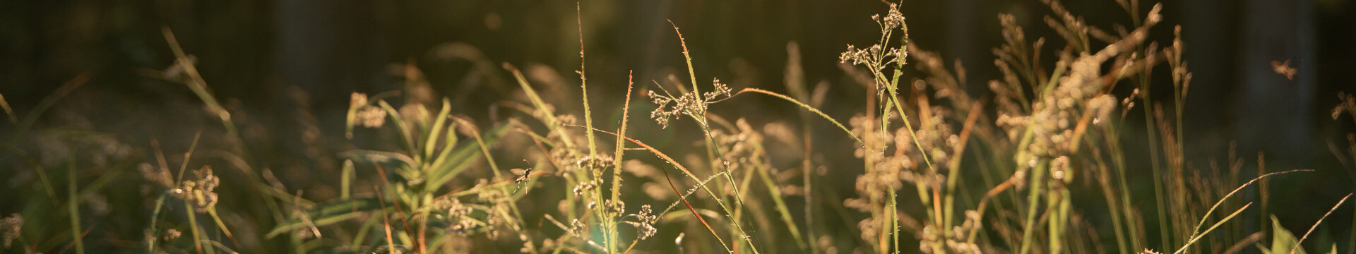 Rothaarsteig Gräser