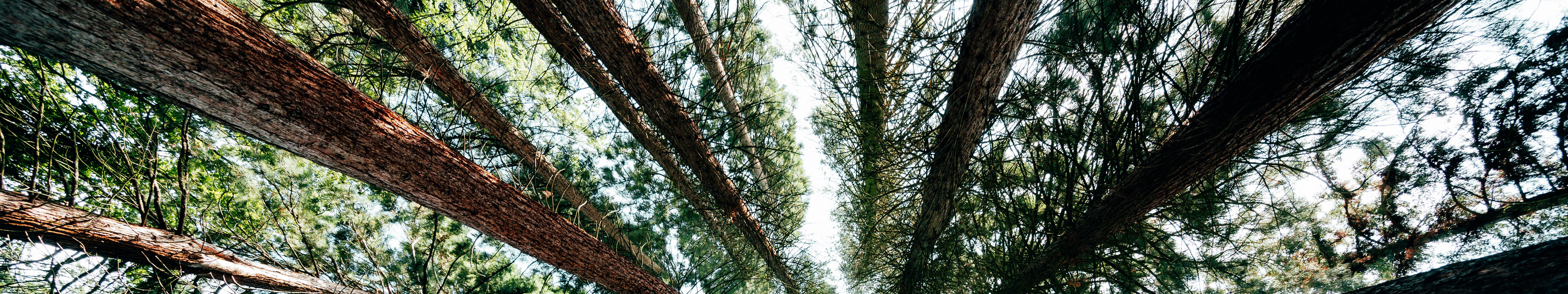 Blick von unten in Mammutbäume auf der Sequoiafarm in Kaldenkirchen am Niederrhein