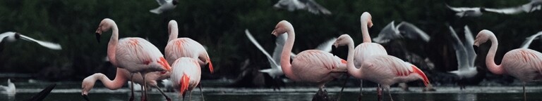 Flamingos im Zwillbrocker Venn im Münsterland © Max Fischer Rosafarbene und graue Flamingos im Zwillbrocker Venn im Münsterland. Einige spiegeln sich im Wasser.