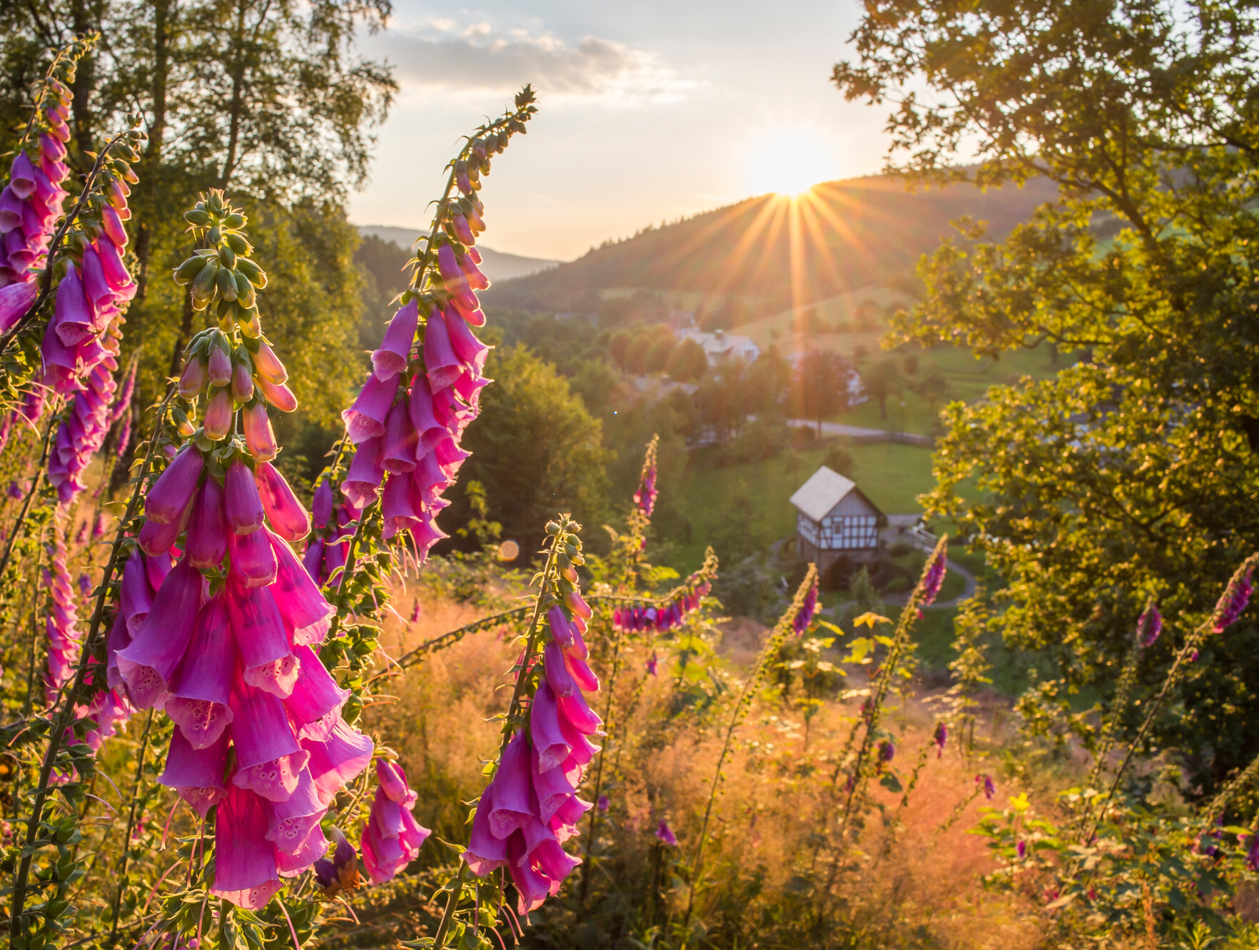 Hinter einem Berg bei Schmallenberg-Latrop scheint die Sonne hervor. Im Vordergrund sind blühende Fingerhüte zu sehen.