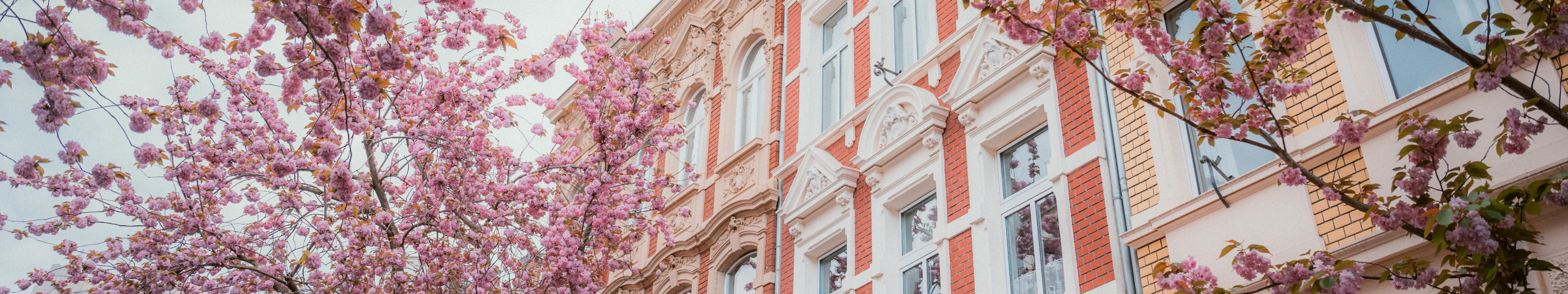 Kirschblüte Altstadt © Johannes Höhn Kirschblüte Altstadt in Bonn