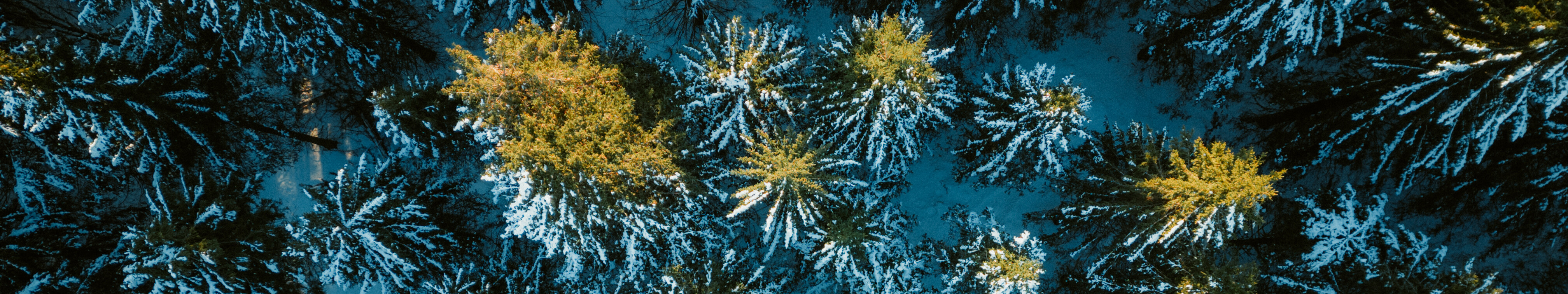 Fichtenwald © Tourismus NRW e.V. Mit Schnee bedeckter Fichtenwald in Winterberg