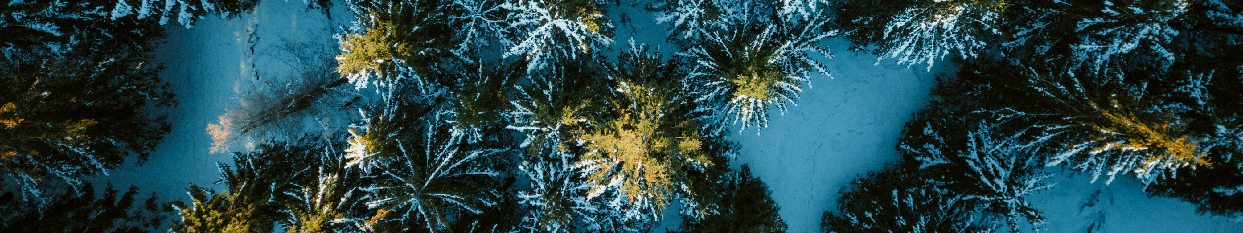 Fichtenwald © Tourismus NRW e.V. Mit Schnee bedeckter Fichtenwald in Winterberg