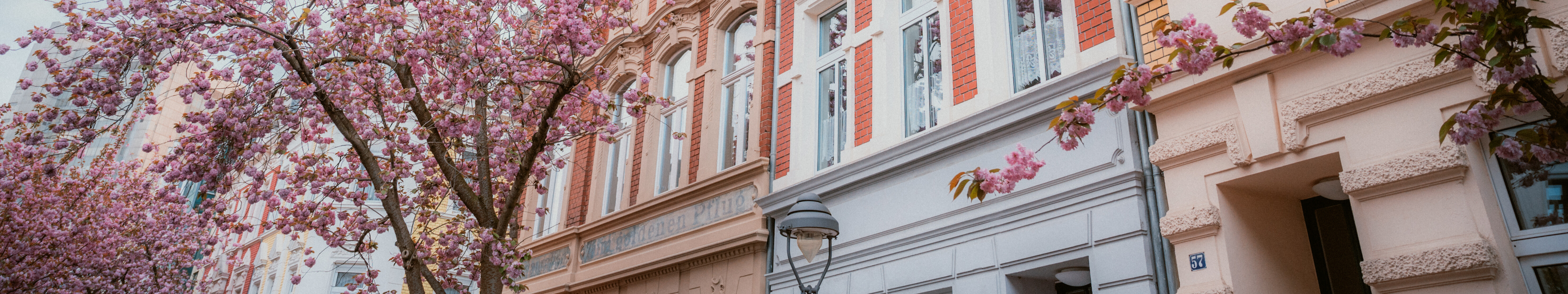 Kirschblüte Altstadt © Johannes Höhn Kirschblüte Altstadt in Bonn