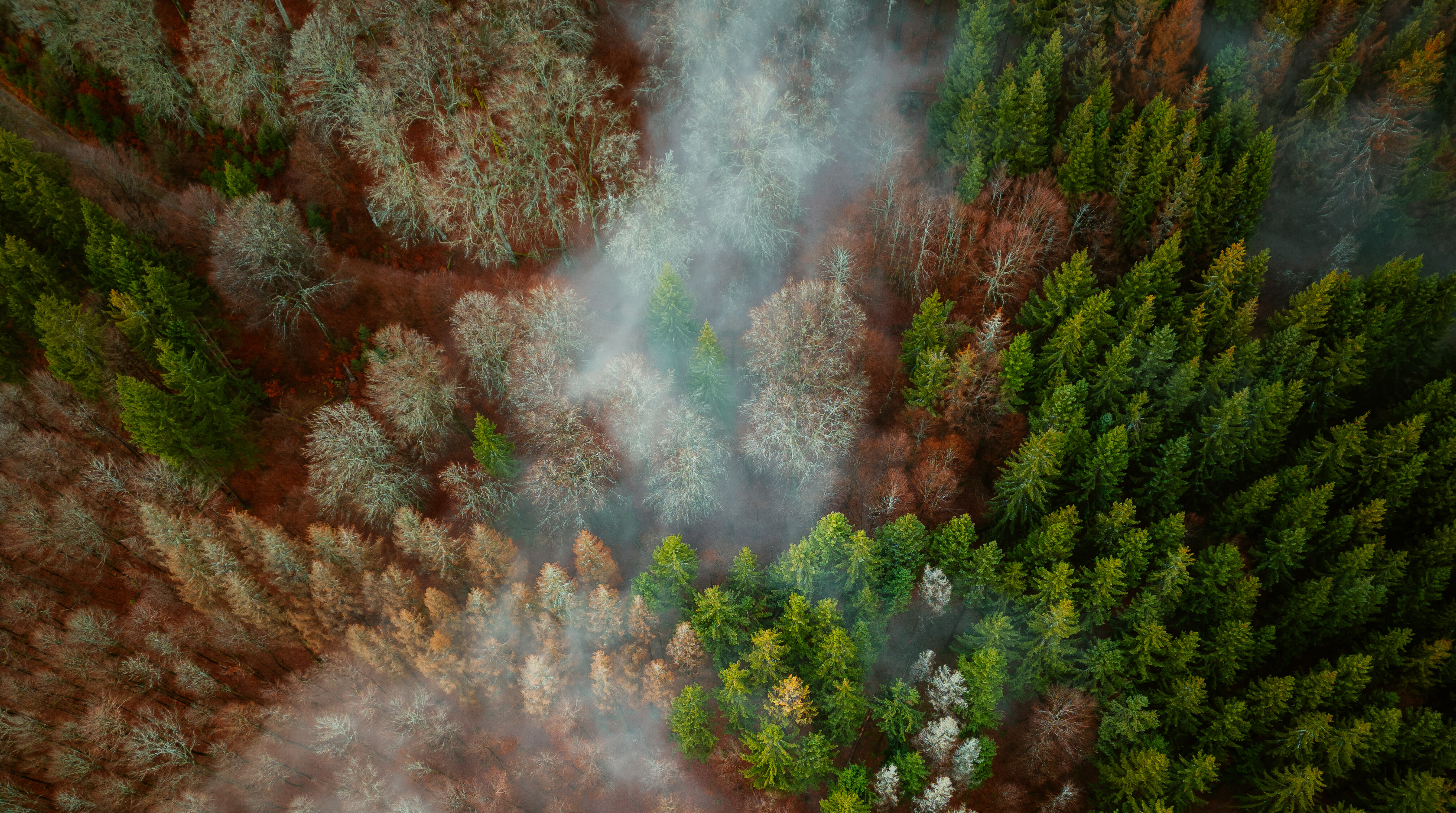 Nebel im Wald bei Winterberg