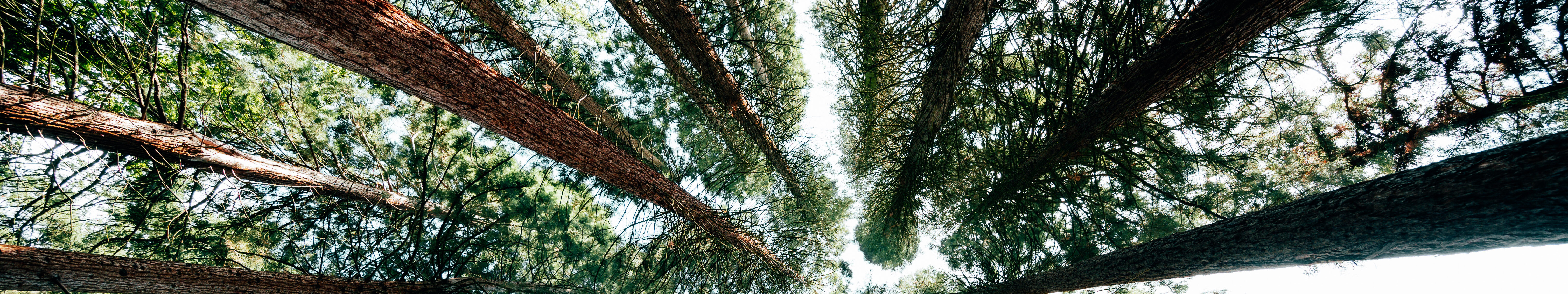 Blick von unten in Mammutbäume auf der Sequoiafarm in Kaldenkirchen am Niederrhein