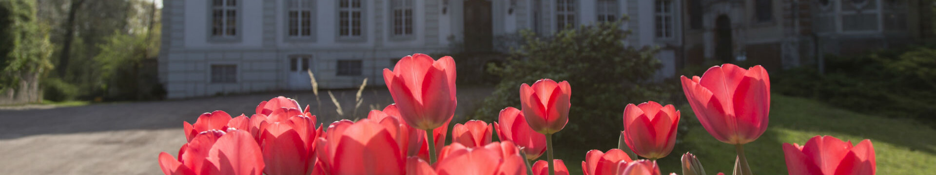 Rote Tulpen blühen im Vordergrund vor Schloss Türnich in Kerpen bei Köln. Das barocke Herrenhaus mit heller Fassade und symmetrischer Fensteranordnung steht im weichen Gegenlicht.