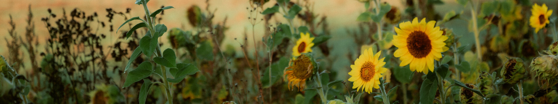 Sonnenblumen in Alendorf in der Eifel © Johannes Höhn, Tourismus NRW e.V. Sonnenblumen in Alendorf in der Eifel