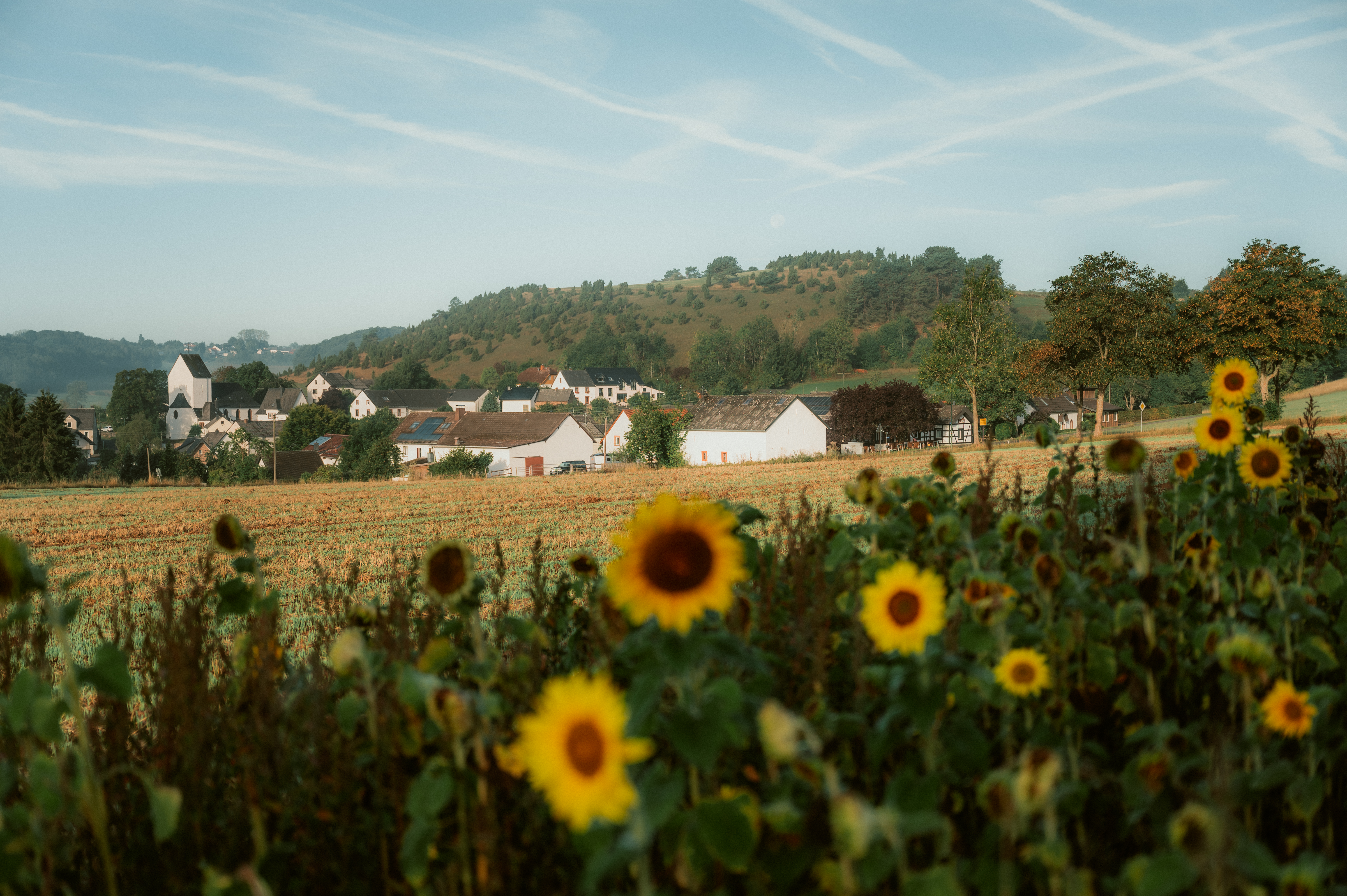 Sonnenblumen in Alendorf in der Eifel