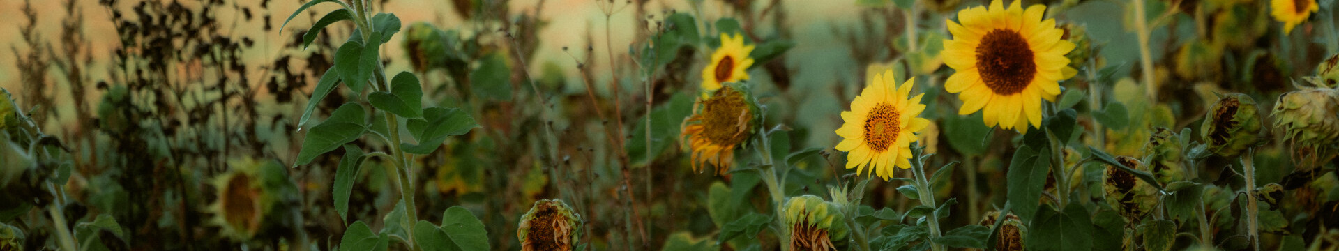 Sonnenblumen in Alendorf in der Eifel © Johannes Höhn, Tourismus NRW e.V. Sonnenblumen in Alendorf in der Eifel