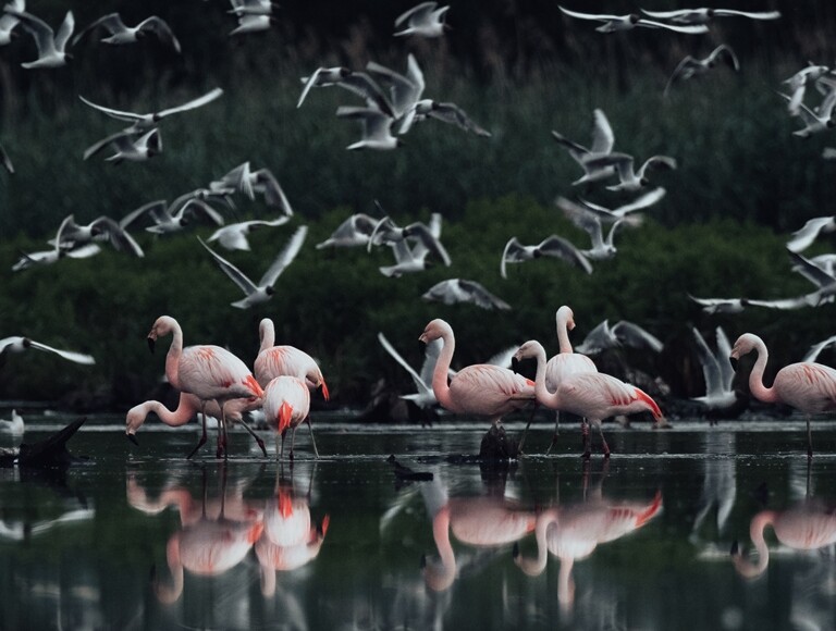 Flamingos im Zwillbrocker Venn im Münsterland © Max Fischer Rosafarbene und graue Flamingos im Zwillbrocker Venn im Münsterland. Einige spiegeln sich im Wasser.