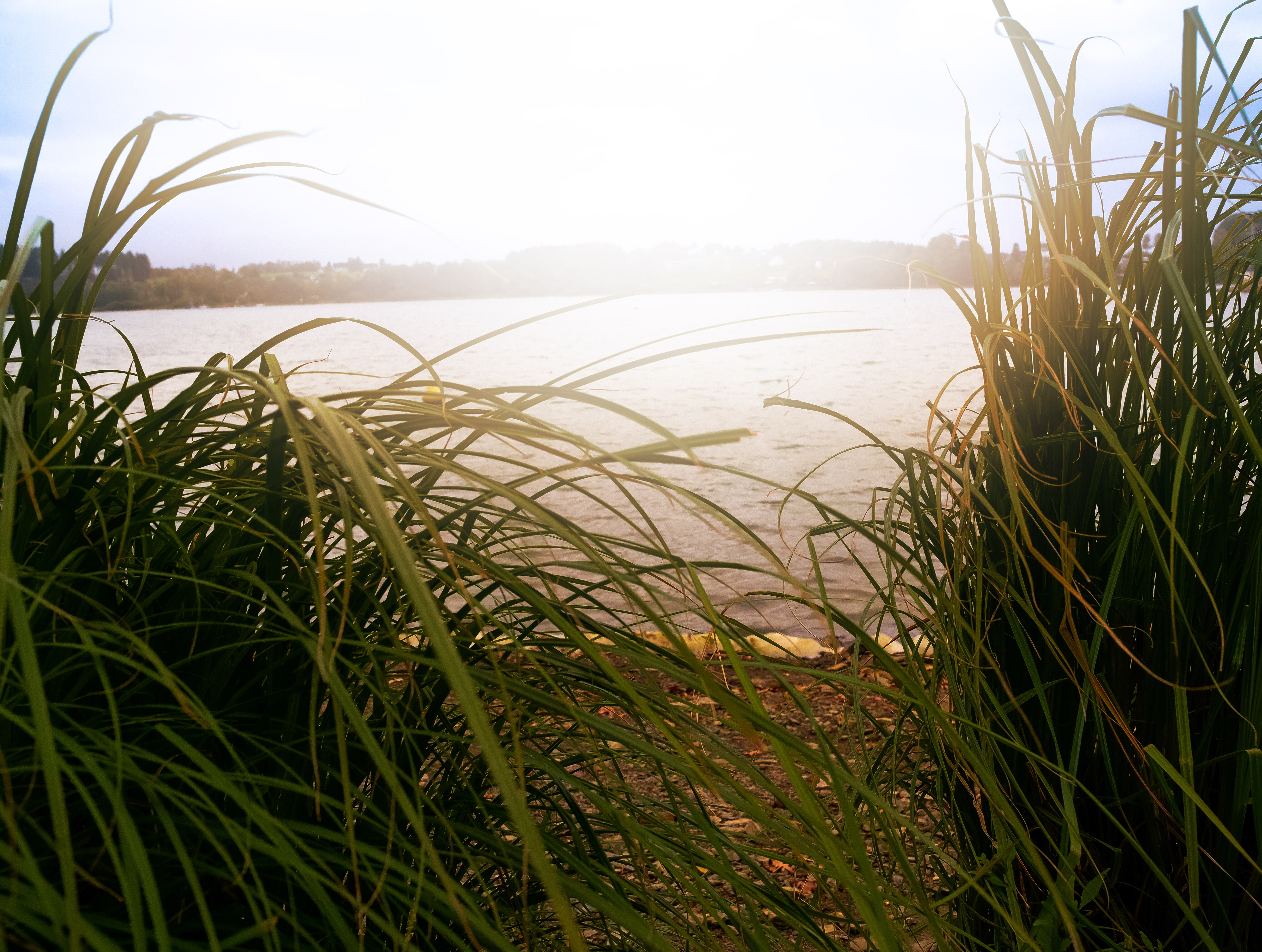 Seegras am Ufer der Bruchertalsperre