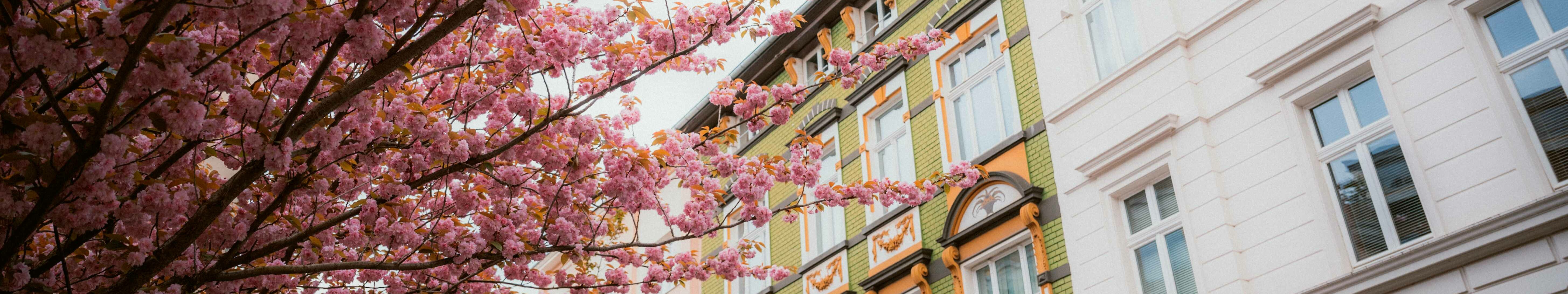 Altbauten in Bonn mit einem blühenden Kirschbaum davor